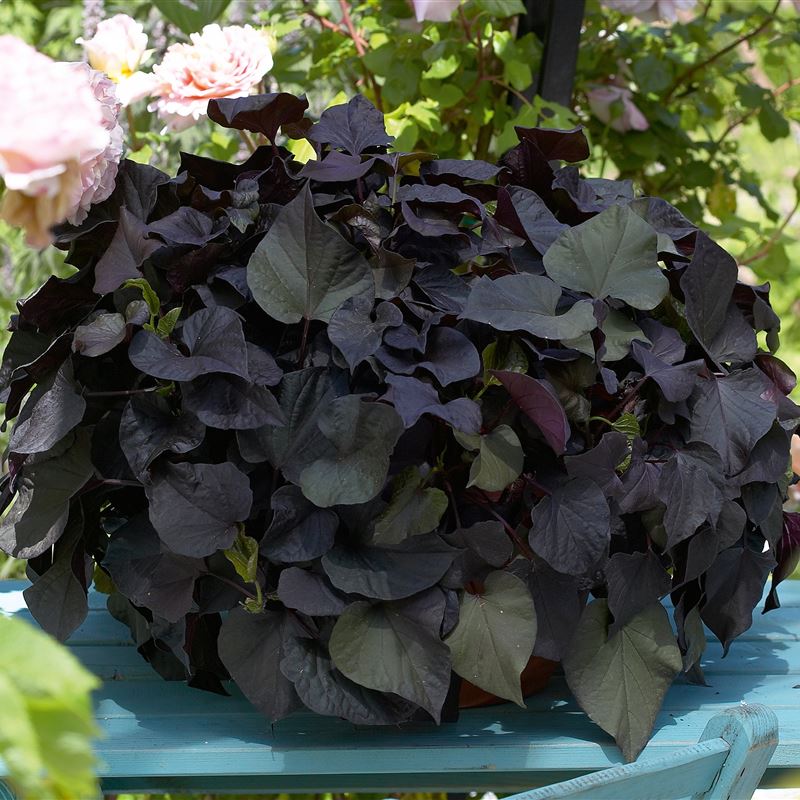 Ipomoea dark black® New